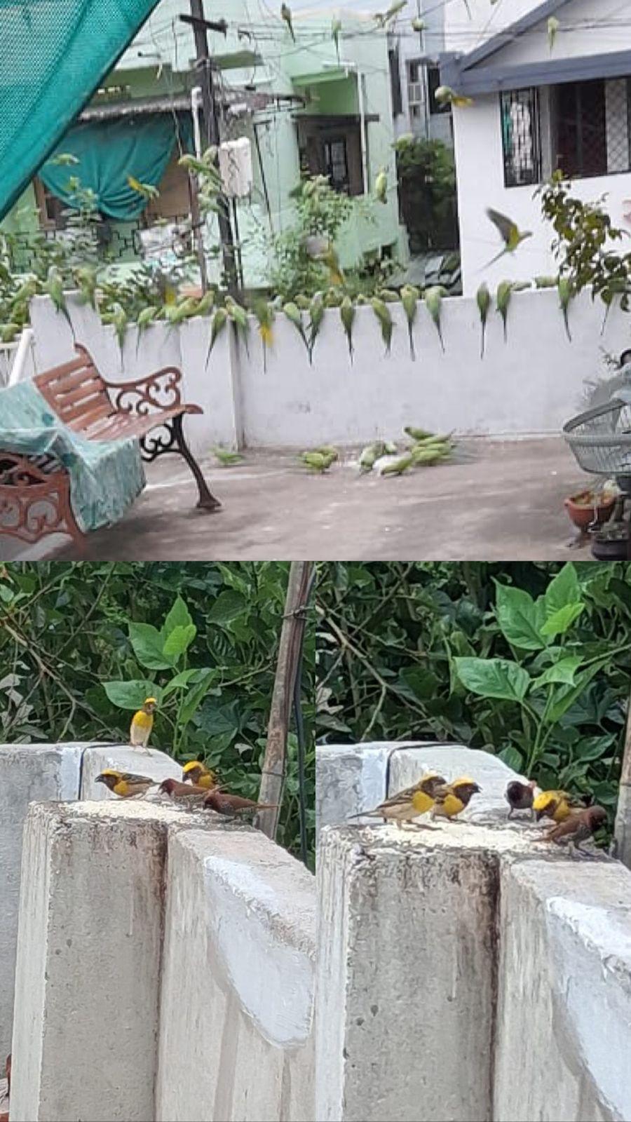 वर्मा लेआउटमध्ये रोज भरते ‘पक्ष्यांची शाळा’