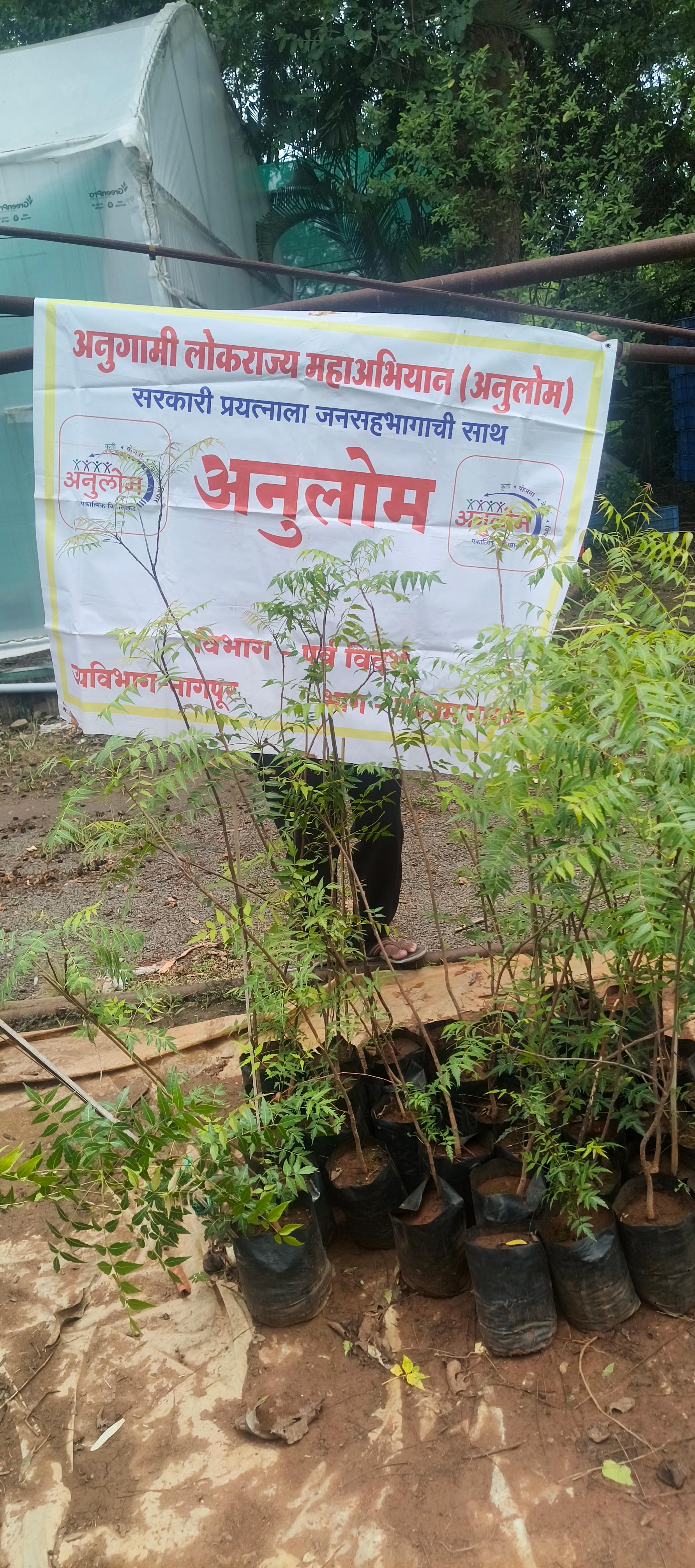 मुख्यमंत्री देवेंद्र फडणवीस यांच्या वाढदिवसानिमित्त वृक्षारोपण कार्यक्रम